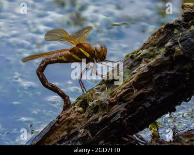 Brown Hawker Dragonfly (Aeshna grandis) Foto Stock