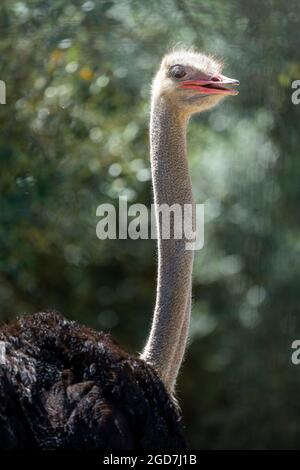 Testa e collo di struzzo (struthio camelus) Foto Stock