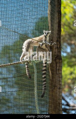 Due lemuri con coda ad anello (Lemur catta) in cattività in uno zoo Foto Stock