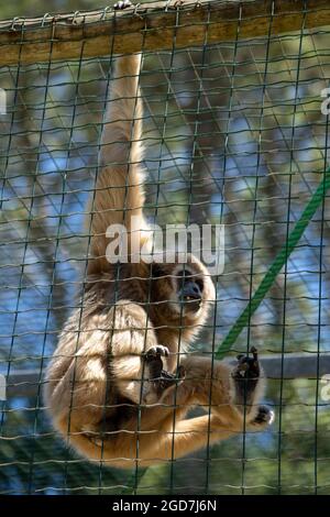 Gibbone lar, detto anche gibbone bianco - lobati lar - tenuto in cattività in uno zoo Foto Stock