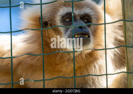 Gibbone lar, detto anche gibbone bianco - lobati lar - tenuto in cattività in uno zoo Foto Stock