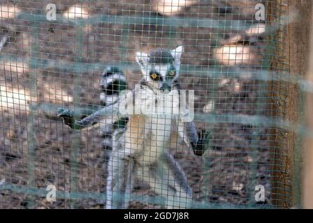 Lemure con coda ad anello (catta di Lemur) in cattività in uno zoo Foto Stock
