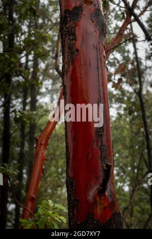 Il rosso , glossybunk di Madrone, Arbutus menziesii , lungo un sentiero al Robert Louis Stevenson state Park nella Contea di Napa, California, Stati Uniti Foto Stock