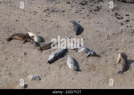 Elefanti foche sulla riva del Point Reyes National Seashore, crogiolarsi al sole - California fauna selvatica, marina Foto Stock