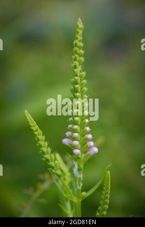 Pianta obbediente (Phyostegia virginiana) con fiori rosa appena iniziato a emergere e negativo spazio per la copia Foto Stock