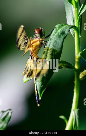 Halloween Pennent damselfly che riposa sulla pianta - vista laterale Foto Stock