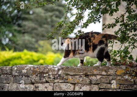 Gatto su un muro di mattoni in un piccolo villaggio in Cotswold. Foto Stock
