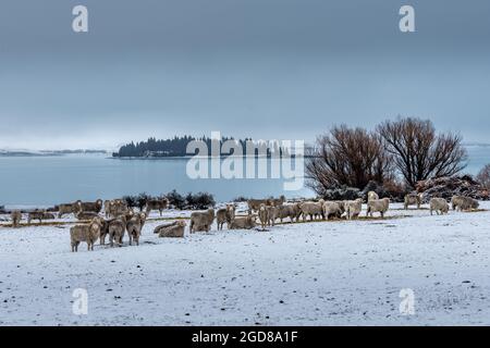 Merino Rans nella neve - Tekapo, Nuova Zelanda Foto Stock