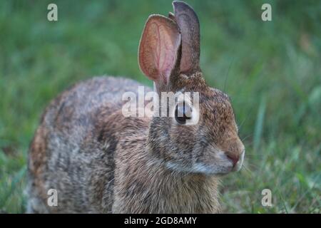 Coniglio di cotontail orientale seduto nell'erba Foto Stock