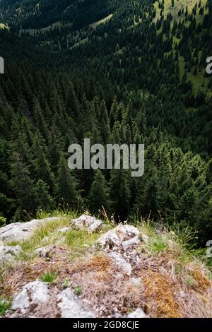 Bella vista di una fitta foresta scura dalla cima di una scogliera alta - splendida carta da parati natura Foto Stock