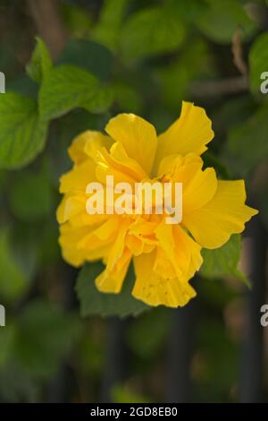 fotografia di un fiore giallo. Foto Stock