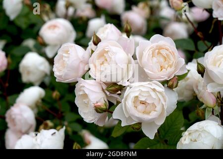 Rosa Desdemona (Auskindling). Una bella rosa bianca allevata da David Austin Foto Stock