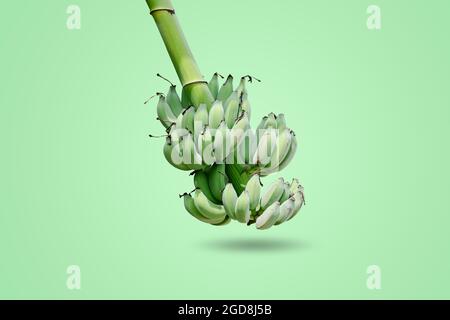 Gruppo di banane verdi non mature che si raccolgono sullo stesso ramo isolato su sfondo verde. Foto Stock