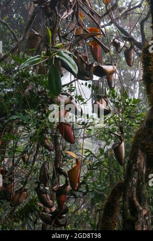 Carnitelle appese della pianta carnivora nepenthes x kinabaluensis, un ibrido naturale, Sabah, Borneo Foto Stock