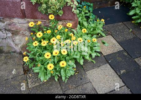 Calendula in fiore lat. Calendula officinalis su un letto di fiori nel giardino estivo. Foto Stock