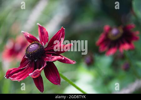 Primo piano di Rudbeckia hirta 'Cherry Brandy' / Susan con gli occhi neri ' Cherry Brandy' pianta Foto Stock