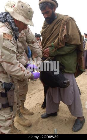 Un veterinario dell'esercito degli Stati Uniti (USA) fornisce assistenza medica a una vacca incinta malata durante un programma di azione civile medica (MEDCAP) tenuto nel villaggio di Aroki, provincia di Kapisa, in Afghanistan, a sostegno di un'operazione CHE PERENNE LA LIBERTÀ. (FOTO USAF DI SSGT CHERIE A. THURLBY 030121-F-7203T-032) Foto Stock