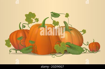 Zucche, autunno, zucca ancora vita. Vettore. Foto Stock