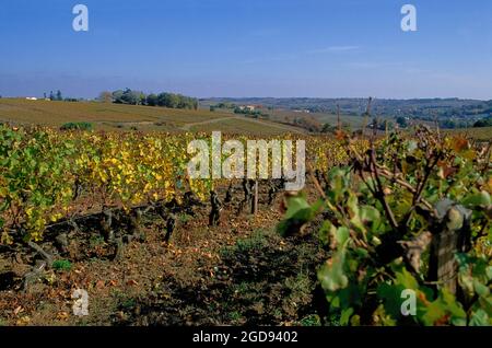 FRANCIA. GIRONDE (33) VINO DI BORDEAUX. LOUPIAC E SAINTE-CROIX-DU-MONT VIGNETO Foto Stock