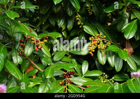 cespuglio d'alloro inglese in tarda estate con frutta verde e rossa illuminata dal sole della sera Foto Stock