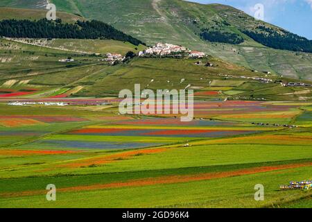 Lenticchie fiorite con papaveri e fiori di mais a Castelluccio di Norcia, parco nazionale dei Monti sibillini, Italia, Europa Foto Stock