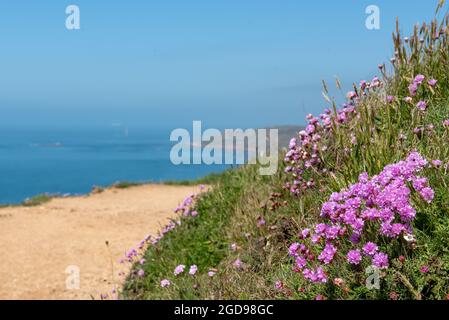 Armeria maritima-Gazon d'Espagne-Oeillet de mer sur le bord d'une falaise, Francia, Manica, Printemps. Foto Stock
