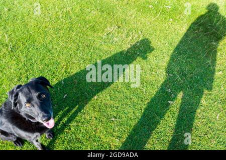 Batheaston, Inghilterra, tempo del Regno Unito. 12 agosto 2021. Ombra di un cane camminatore su Little Solsbury Hill in una bella mattina di sole. Credit: Richard Wayman/Alamy Live News Foto Stock