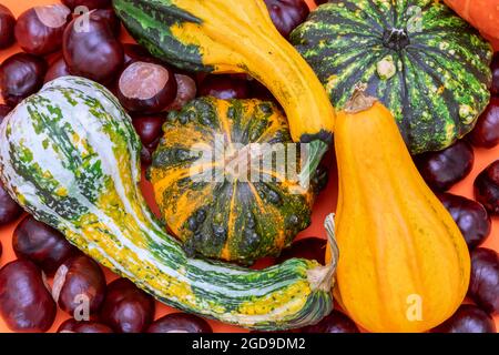 Piatto composizione autunnale di zucche decorative e castagne su sfondo arancione Foto Stock