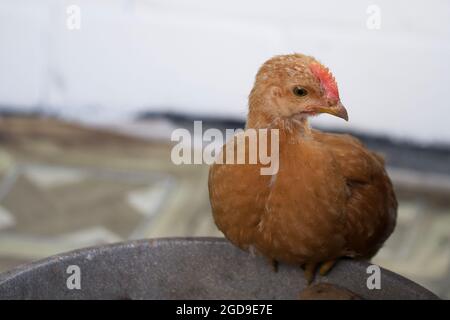 Un piccolo pollo è seduto. Ritratto di pollo. Foto Stock