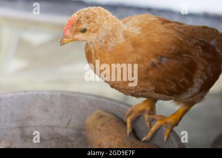 Un piccolo pollo è seduto. Ritratto di pollo. Foto Stock