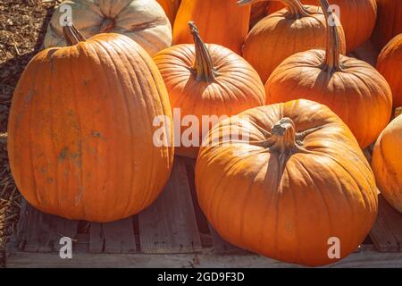 Zucche biologiche arancio primo piano su sfondo di legno, vita rurale all'aperto, luminoso giorno d'autunno Foto Stock