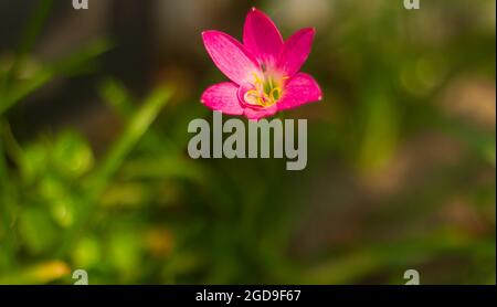 il giglio della fata della rosa cresce nel cortile come decorazione del mini giardino. Zephyranthes rosea, comunemente noto come il cubano zephyrlily, giglio di pioggia roseo, fata di rosa Foto Stock