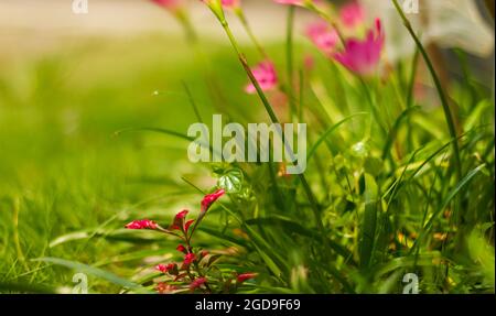 il giglio della fata della rosa cresce nel cortile come decorazione del mini giardino. Zephyranthes rosea, comunemente noto come il cubano zephyrlily, giglio di pioggia roseo, fata di rosa Foto Stock