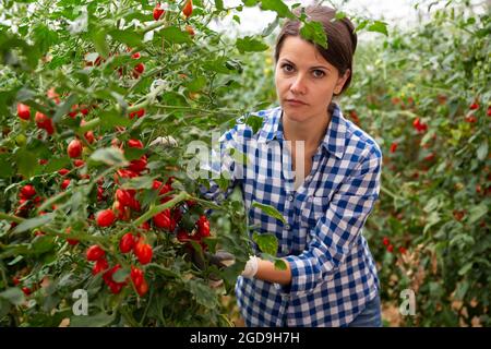 Femmina contadina che raccoglie pomodori rossi in serra Foto Stock