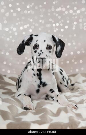 Giovane cane dalmata sdraiato su una coperta Foto Stock