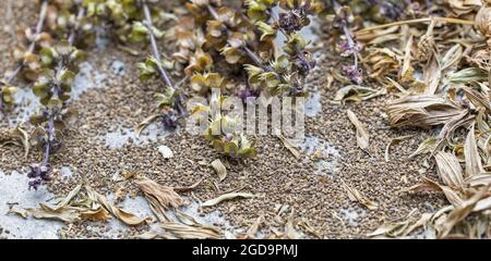 Semi di Culantro o di coriandolo a denti di sega essiccati al sole, fiori, foglie (nome scientifico è Eryngium foetidum) per la coltivazione della prossima stagione. Foto Stock