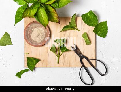 Tagliare ogni pezzo sopra il nodo dove le foglie si attaccano allo stelo. Fase di propagazione 1. Crescere hydrangeas da talee. Vista dall'alto. Foto Stock