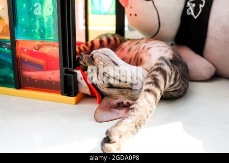Il gattino si addormentò tra la pancia dei giocattoli capovolto. Tabby, zampa in avanti. Foto Stock