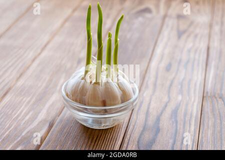 L'aglio germogliato in una ciotola trasparente di acqua. Foto Stock