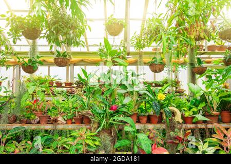 Glasshouse luminoso con file di pentole di piante di casa. Fresco verde interno vasato piante da casa che crescono in serra agricola prima della vendita in negozio. Casa Foto Stock