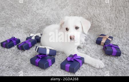adorabile cucciolo bianco carino giace su tappeto chiaro. Ci sono molte piccole scatole di regalo intorno esso, legate con i nastri. Atmosfera festosa. Preparare regali. Preferito Foto Stock