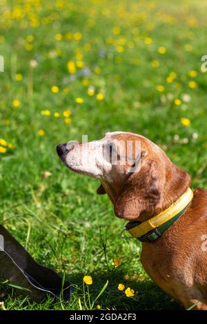 Ritratto candido del cane Daschund sull'erba verde del parco. Foto Stock