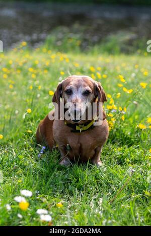 Ritratto candido del cane Daschund sull'erba verde del parco. Foto Stock