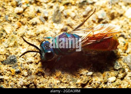 Wasp. Con coda di rubino Foto Stock