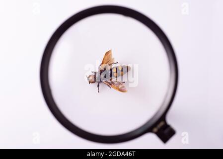 la regina vespe sotto una lente d'ingrandimento, su uno sfondo bianco. Foto Stock