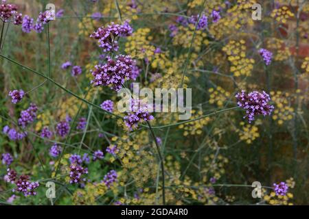 Verbena bonariensis in primo piano con fiori gialli dietro di fronte al muro Foto Stock