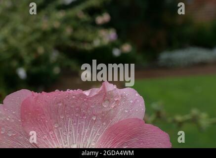 Sezione di petali di hollyhock rosa con gocce di pioggia sulla superficie Foto Stock