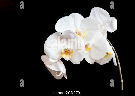 Sei orchidee bianche su sfondo nero. Foto Stock