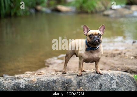 Closeup di un bulldog francese pegno in piedi sulla roccia con acqua sullo sfondo. Foto Stock