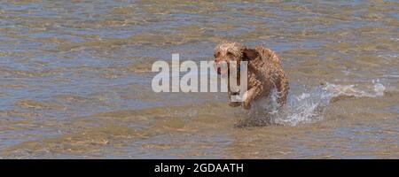 Immagine panoramica di un cane Cockapoo che esce dal mare con una palla in bocca. Foto Stock